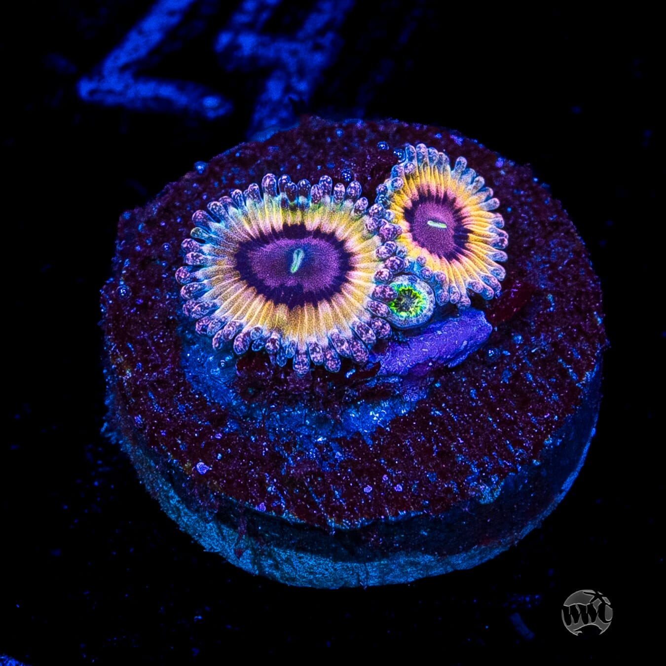 Queen Stratosphere Zoanthids