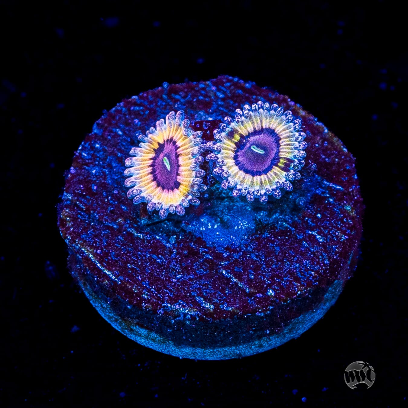 Queen Stratosphere Zoanthids