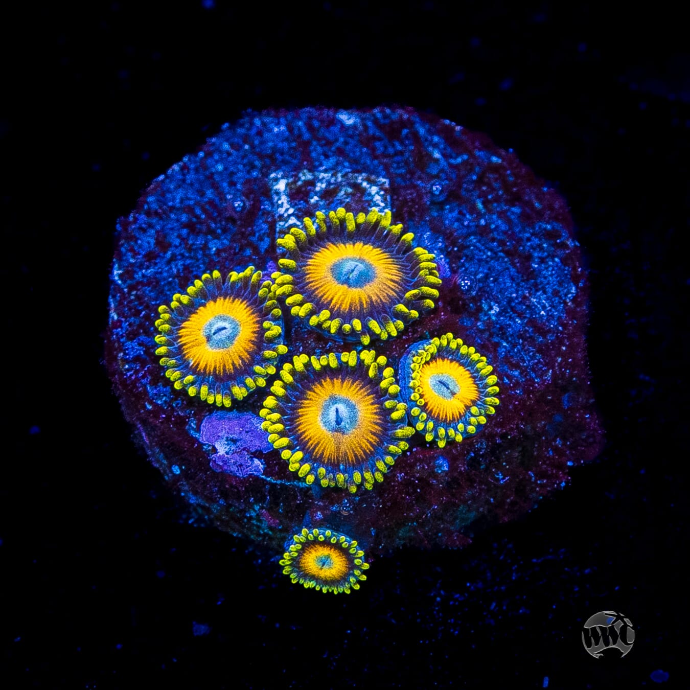 Scrambled Eggs Zoanthids
