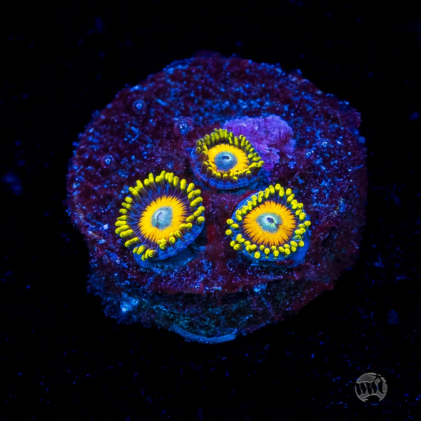 Scrambled Eggs Zoanthids