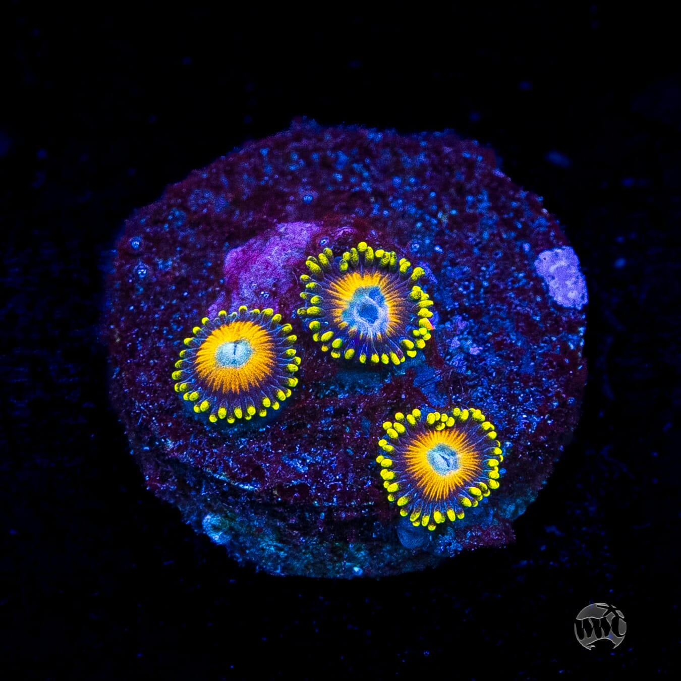 Scrambled Eggs Zoanthids
