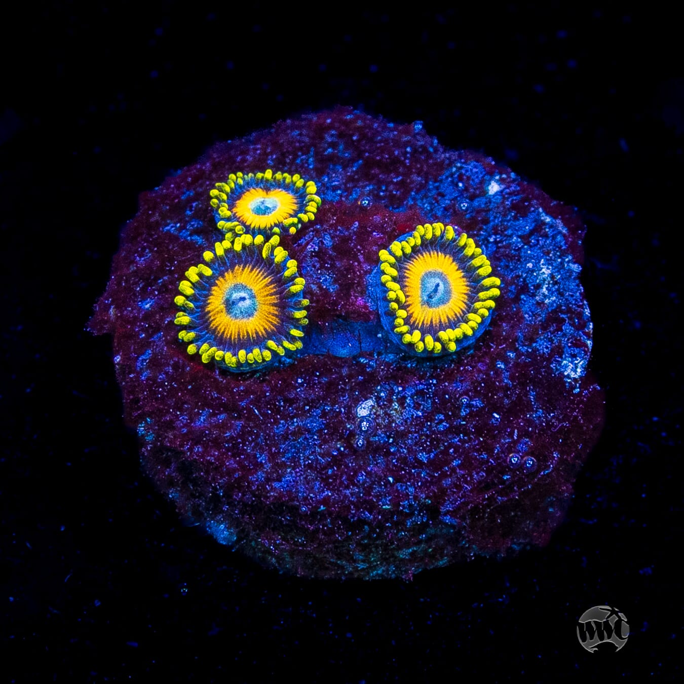 Scrambled Eggs Zoanthids