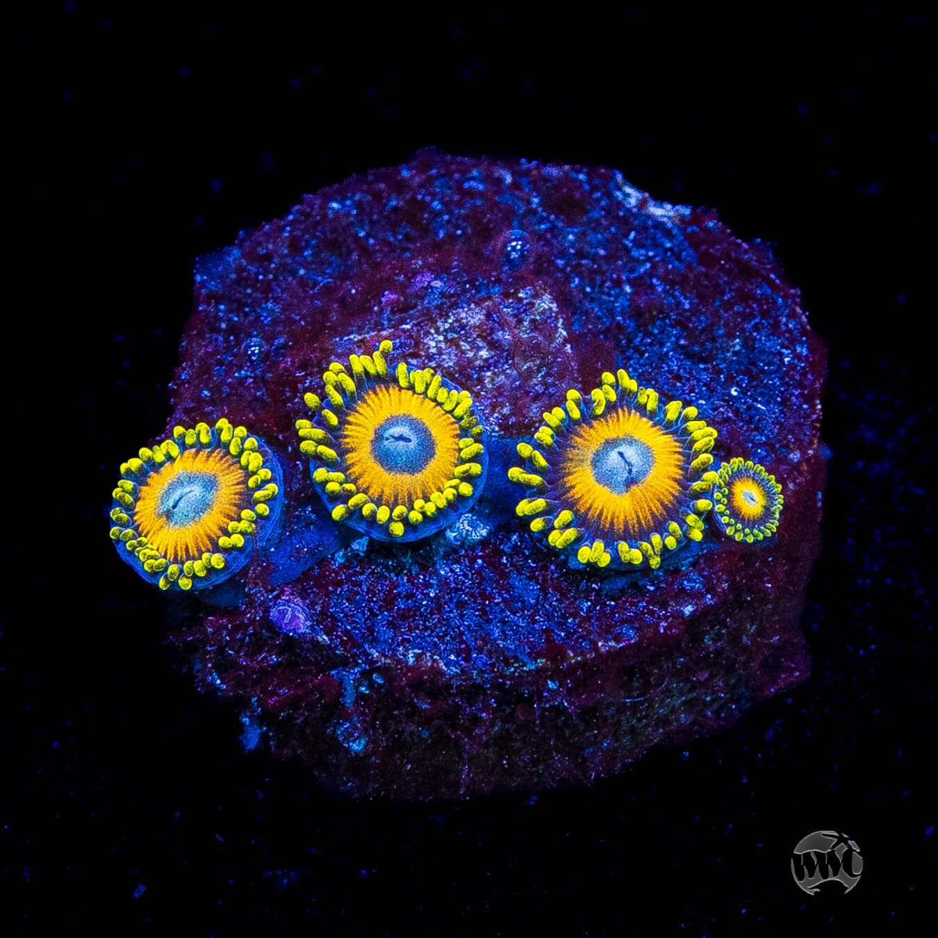 Scrambled Eggs Zoanthids