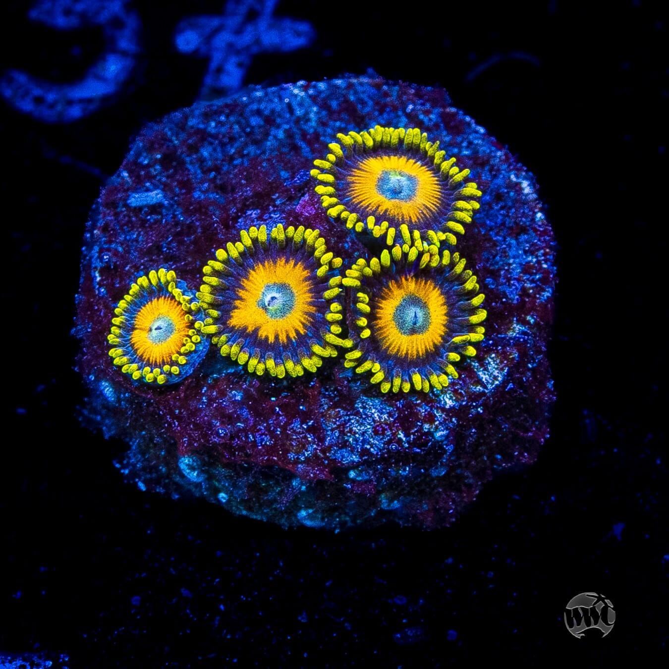 Scrambled Eggs Zoanthids