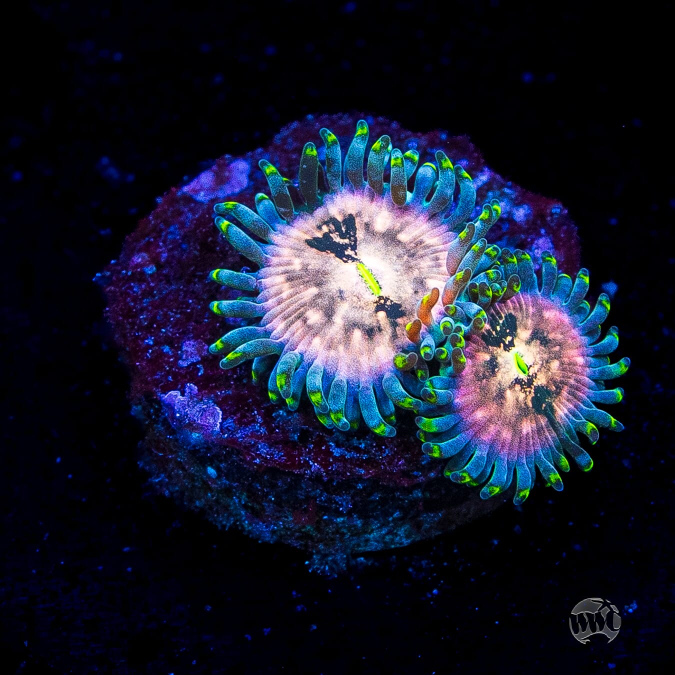 Hawaiian Ding Dang Zoanthids
