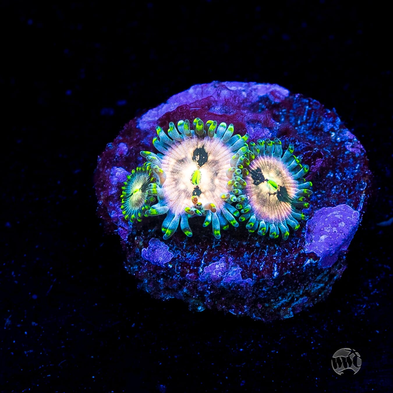 Hawaiian Ding Dang Zoanthids