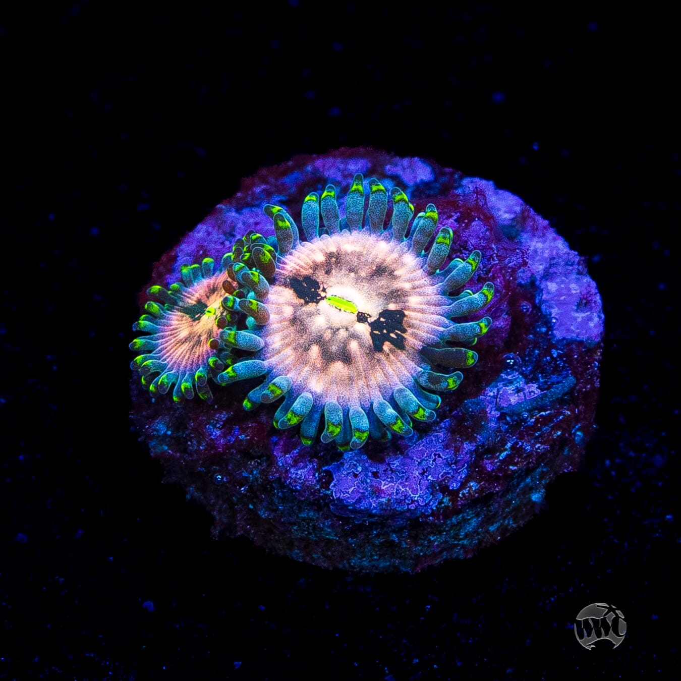 Hawaiian Ding Dang Zoanthids