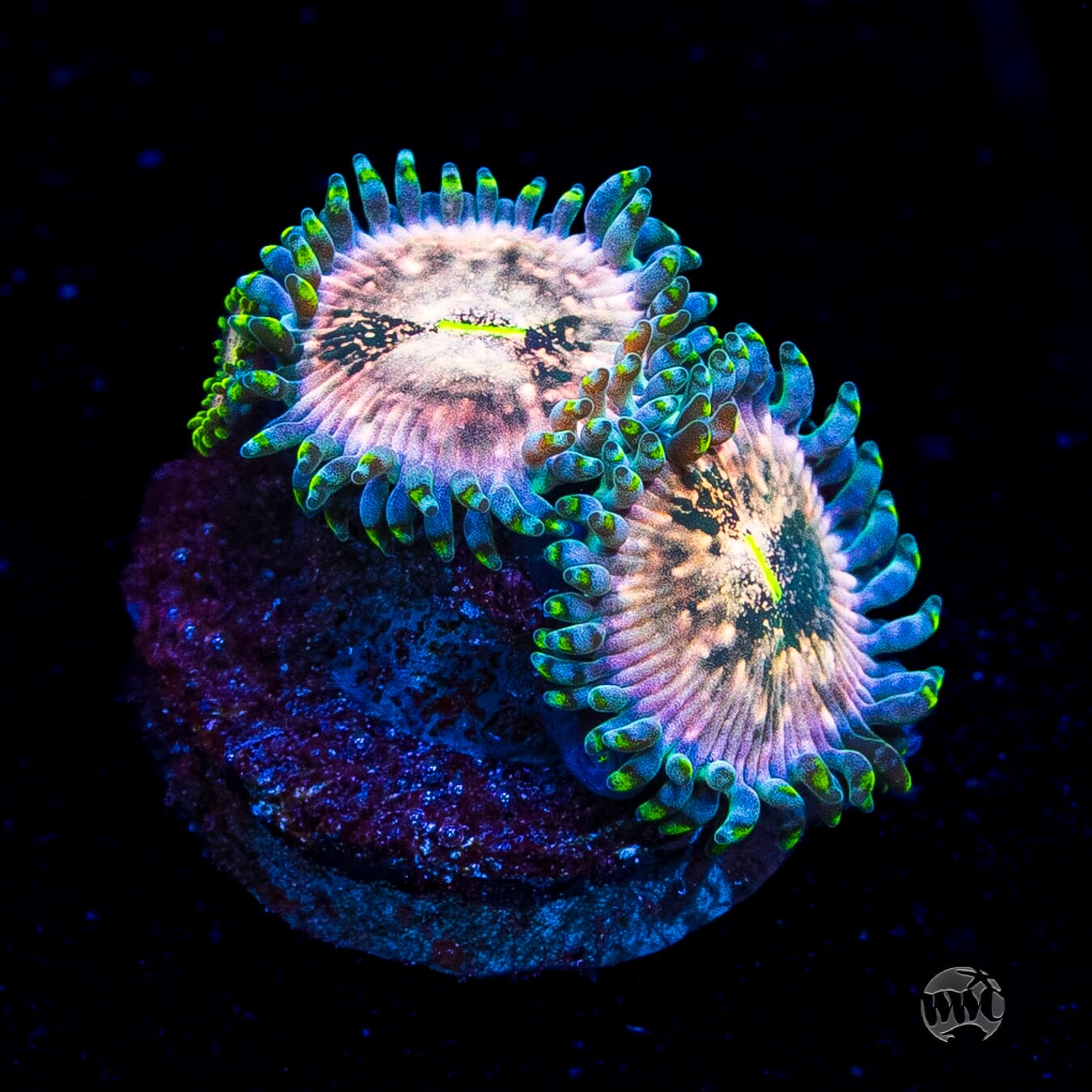 Hawaiian Ding Dang Zoanthids