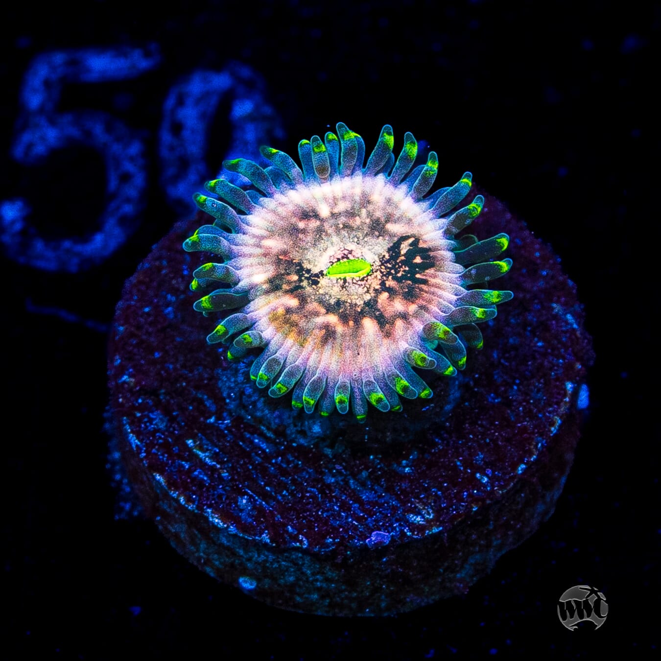Hawaiian Ding Dang Zoanthid