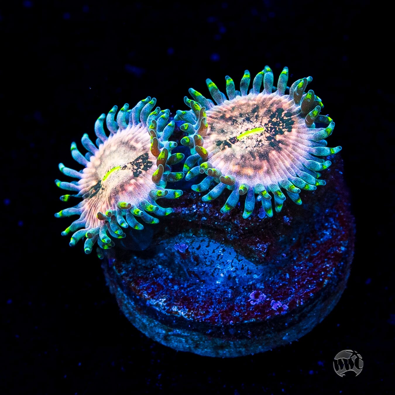 Hawaiian Ding Dang Zoanthids