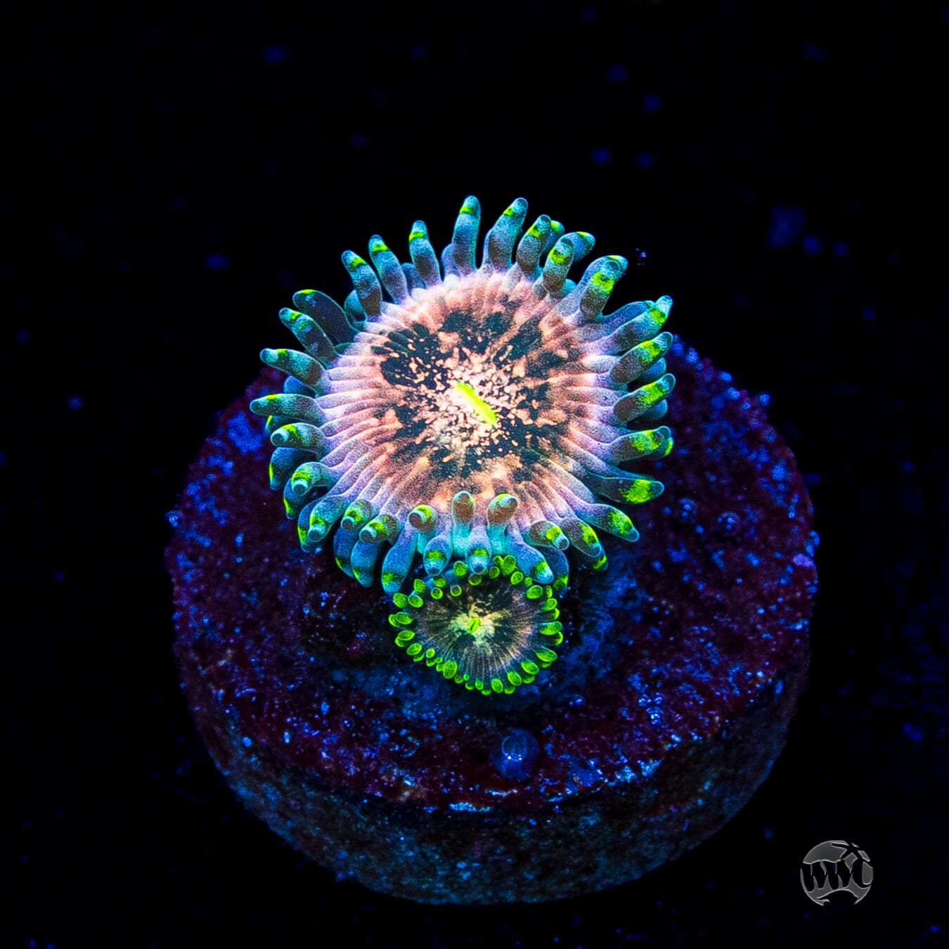 Hawaiian Ding Dang Zoanthids