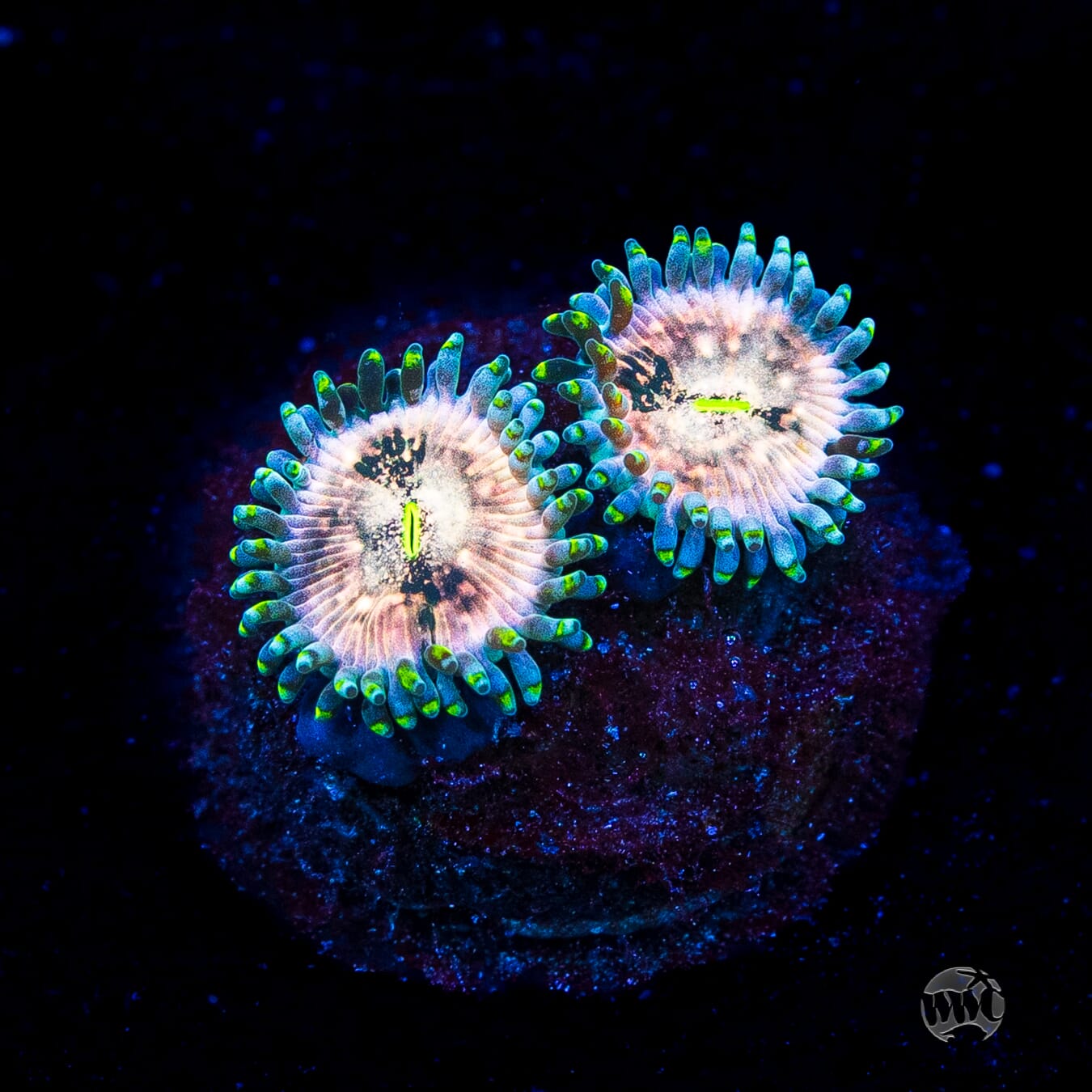 Hawaiian Ding Dang Zoanthids