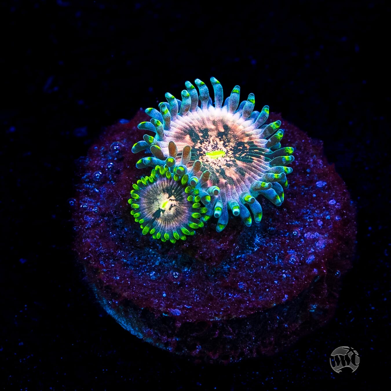 Hawaiian Ding Dang Zoanthids