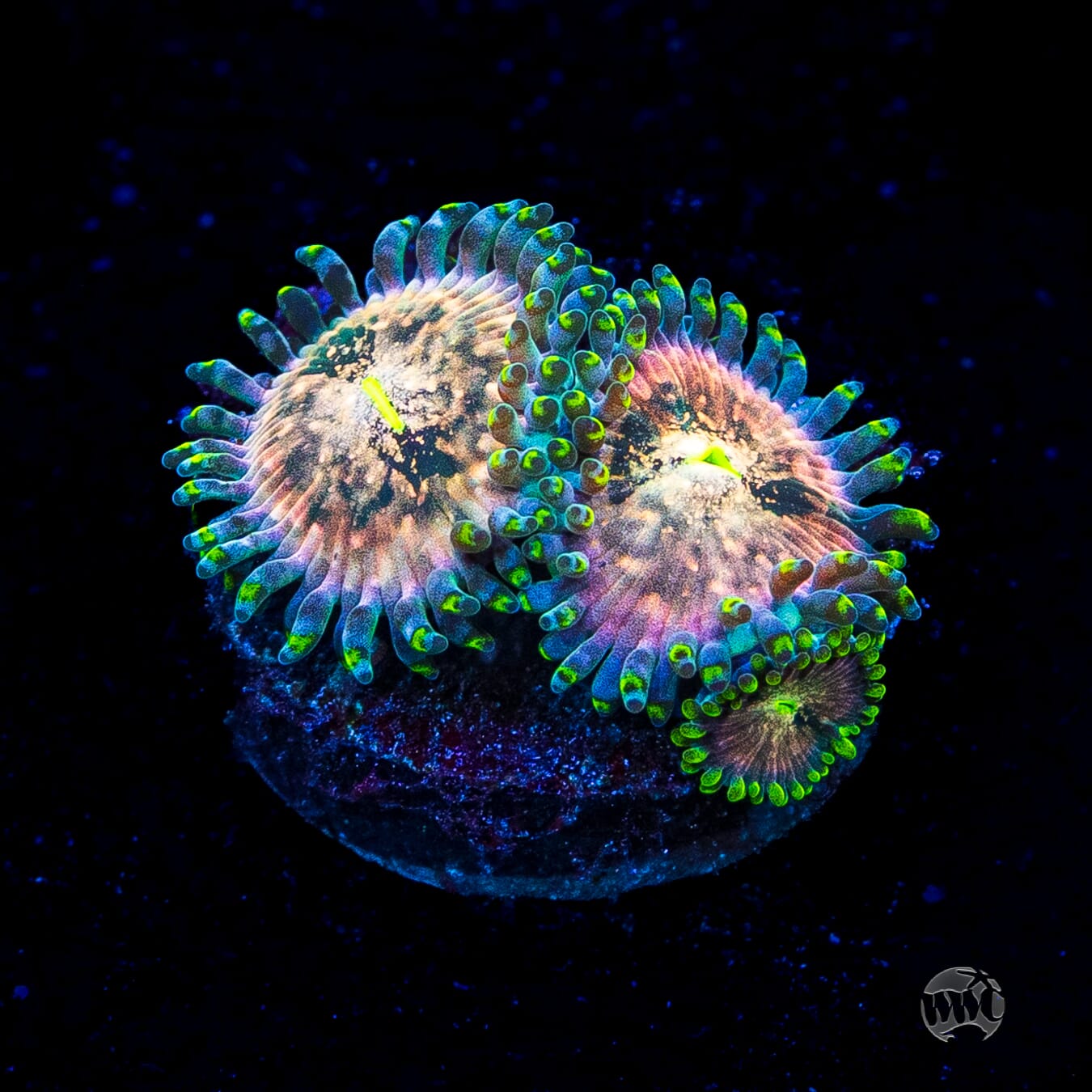 Hawaiian Ding Dang Zoanthids