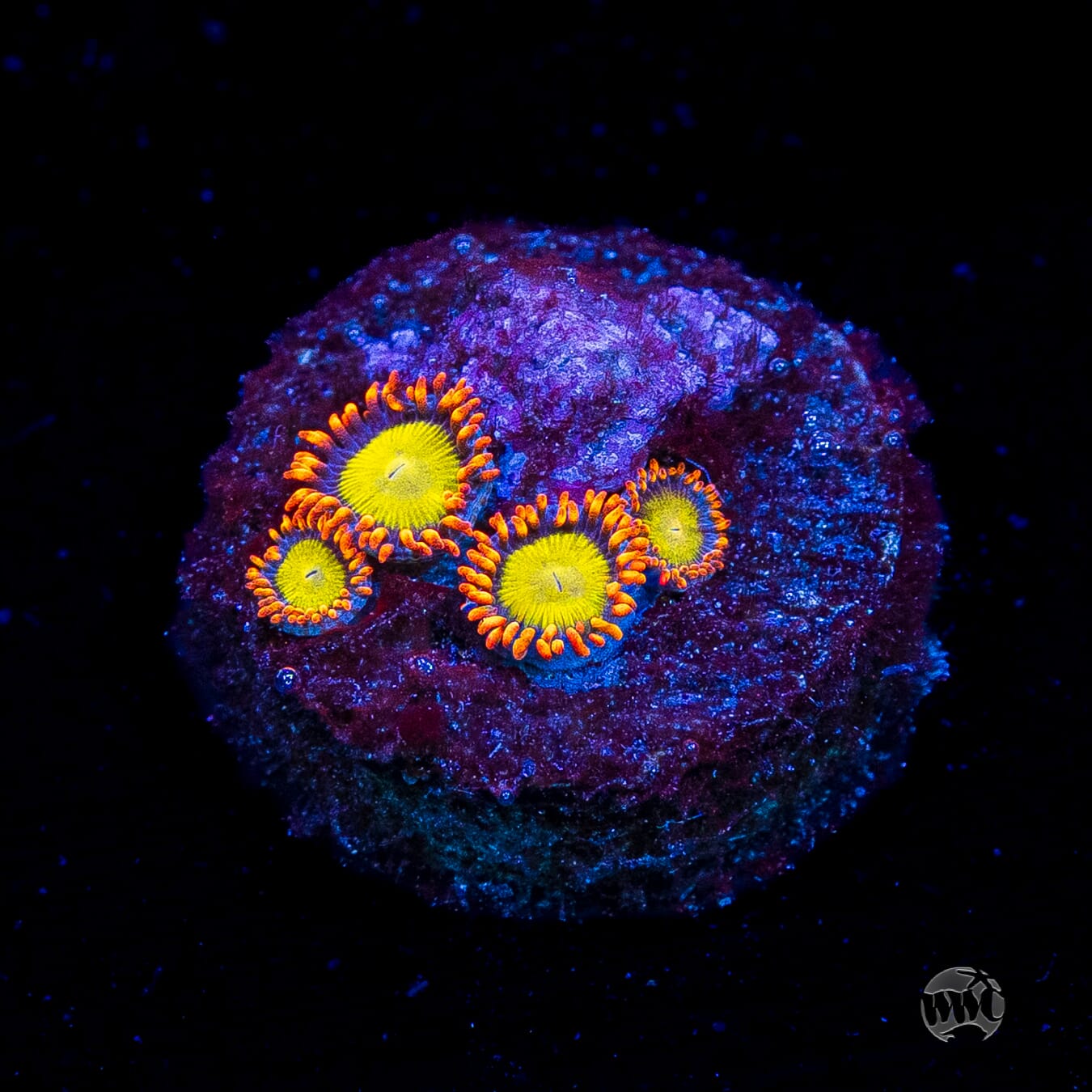 Mandarin Orange Zoanthids