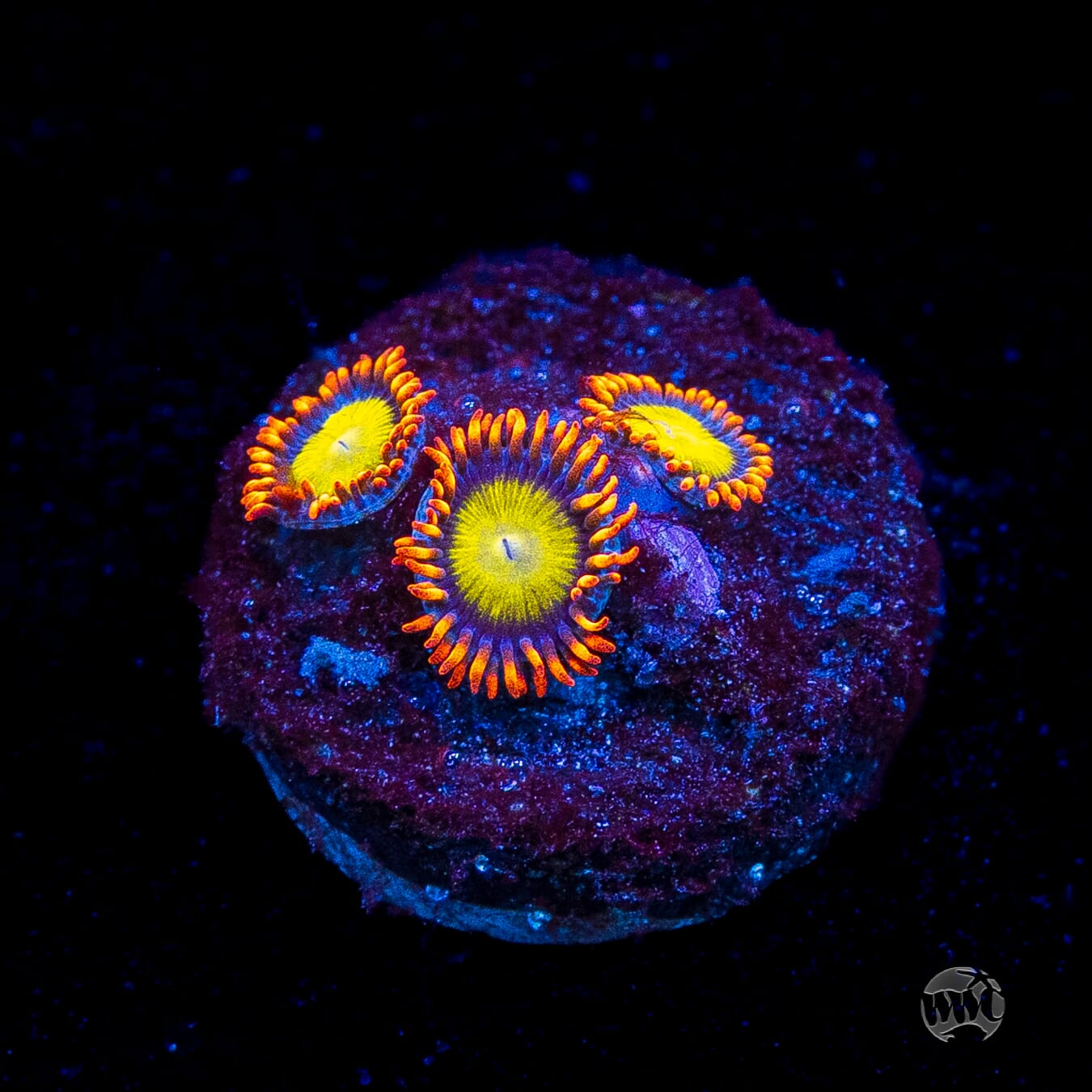 Mandarin Orange Zoanthids