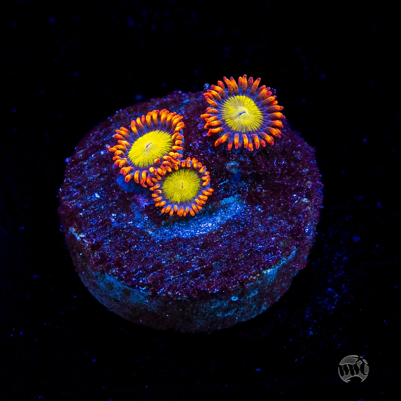 Mandarin Orange Zoanthids
