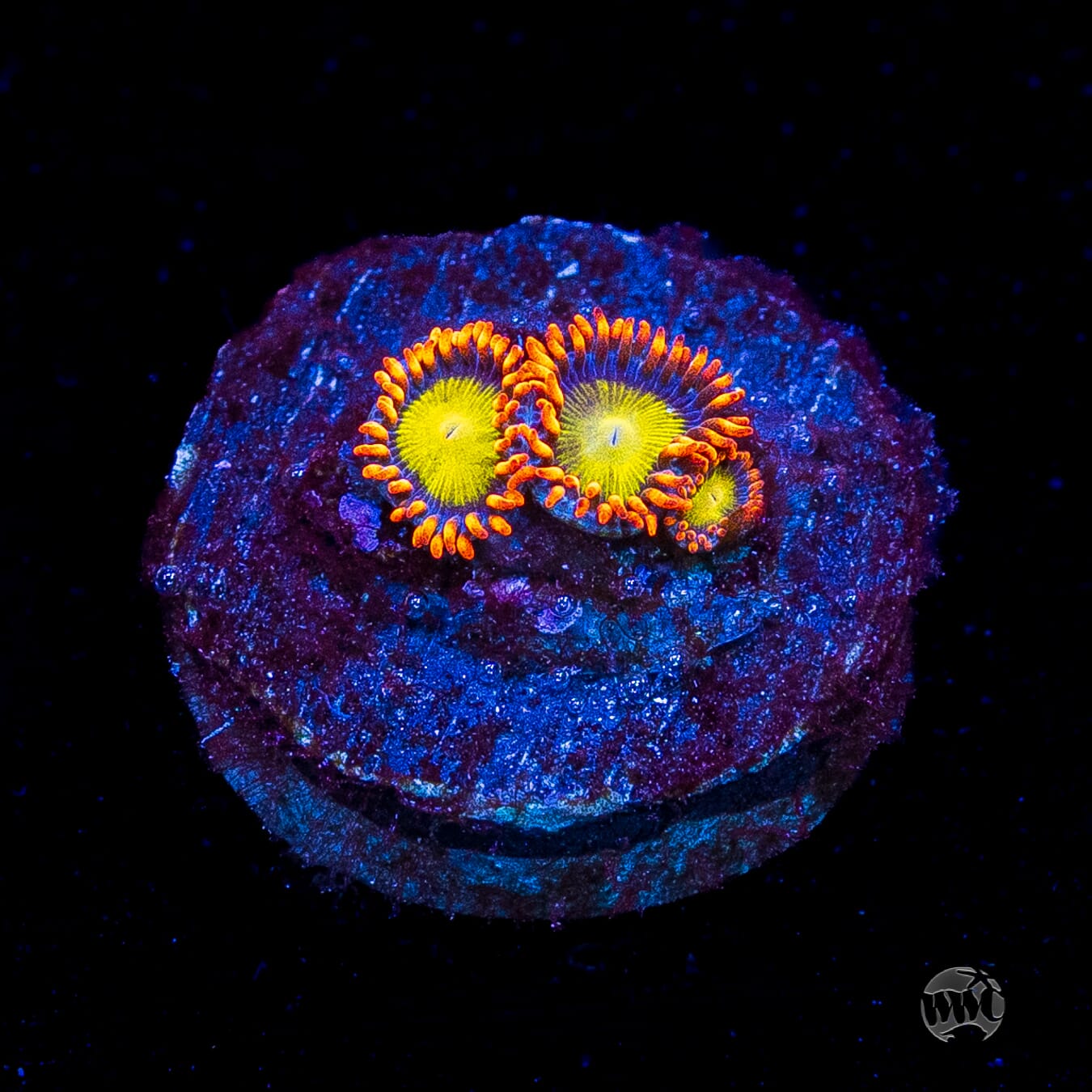 Mandarin Orange Zoanthids
