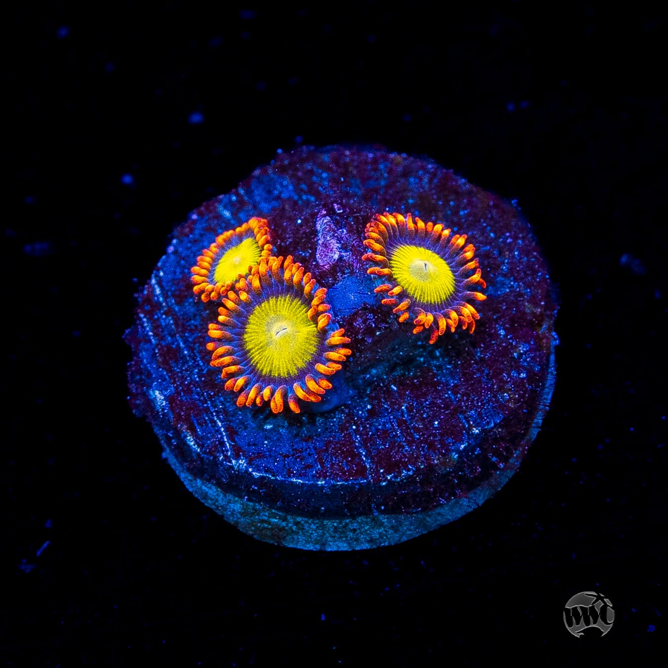 Mandarin Orange Zoanthids