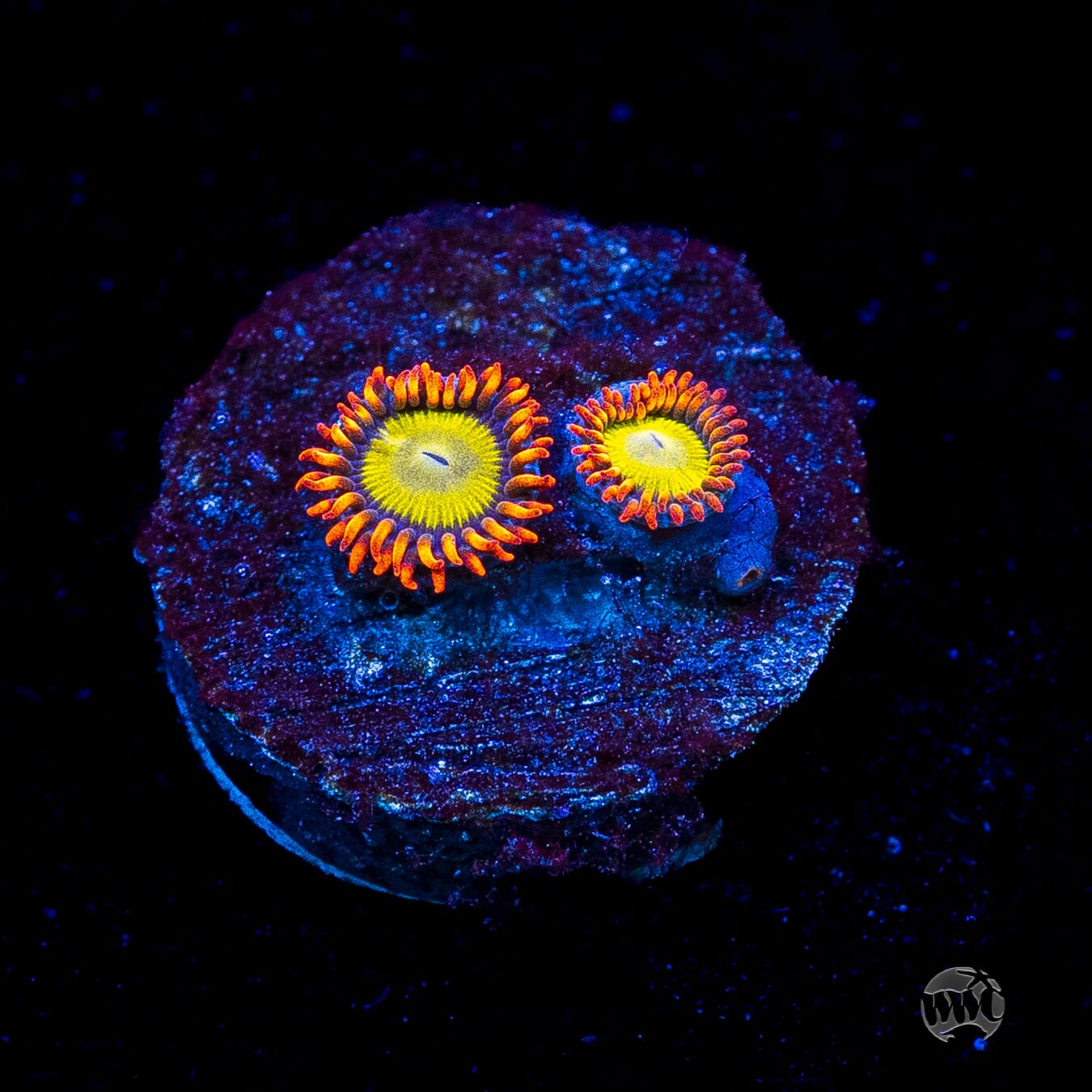 Mandarin Orange Zoanthids