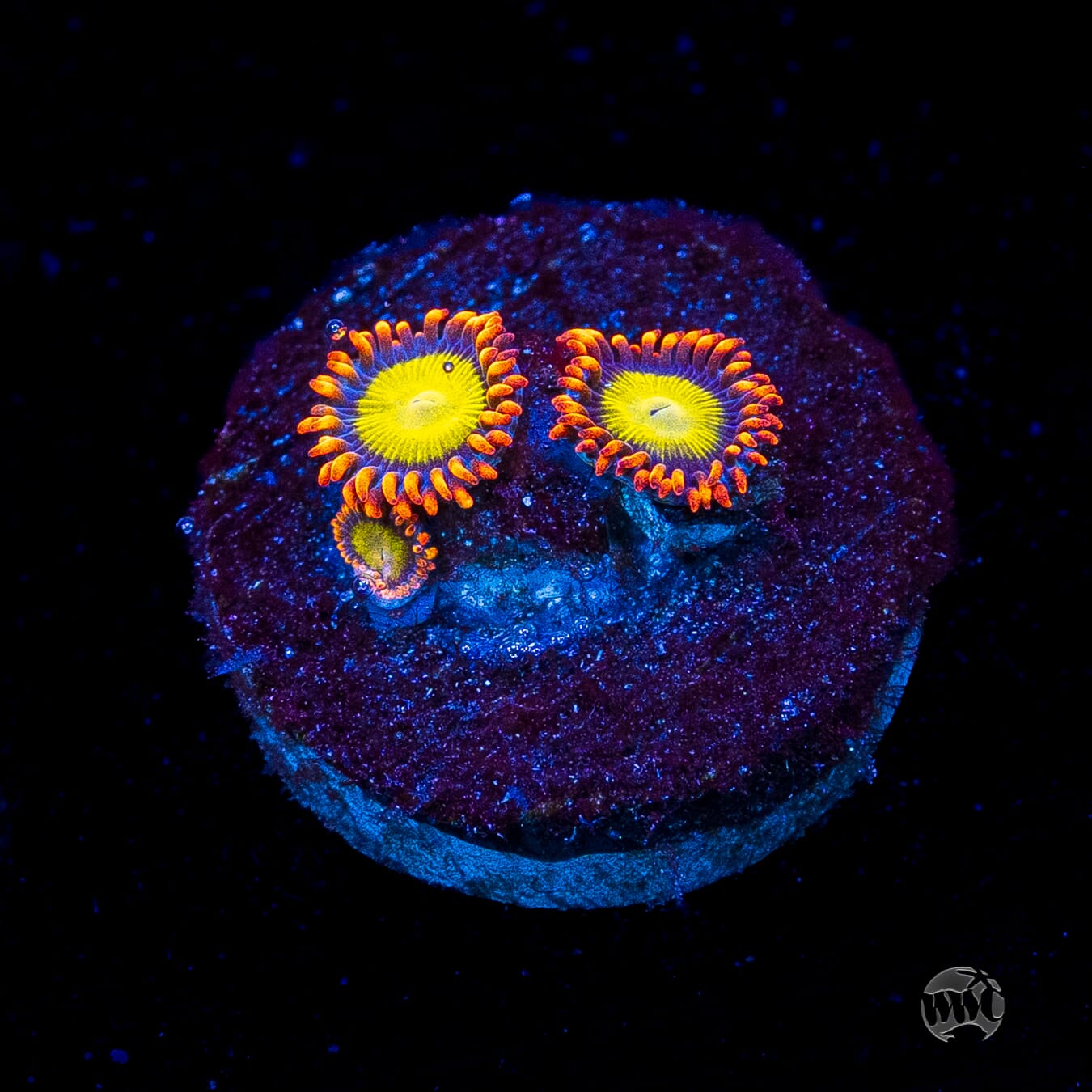Mandarin Orange Zoanthids