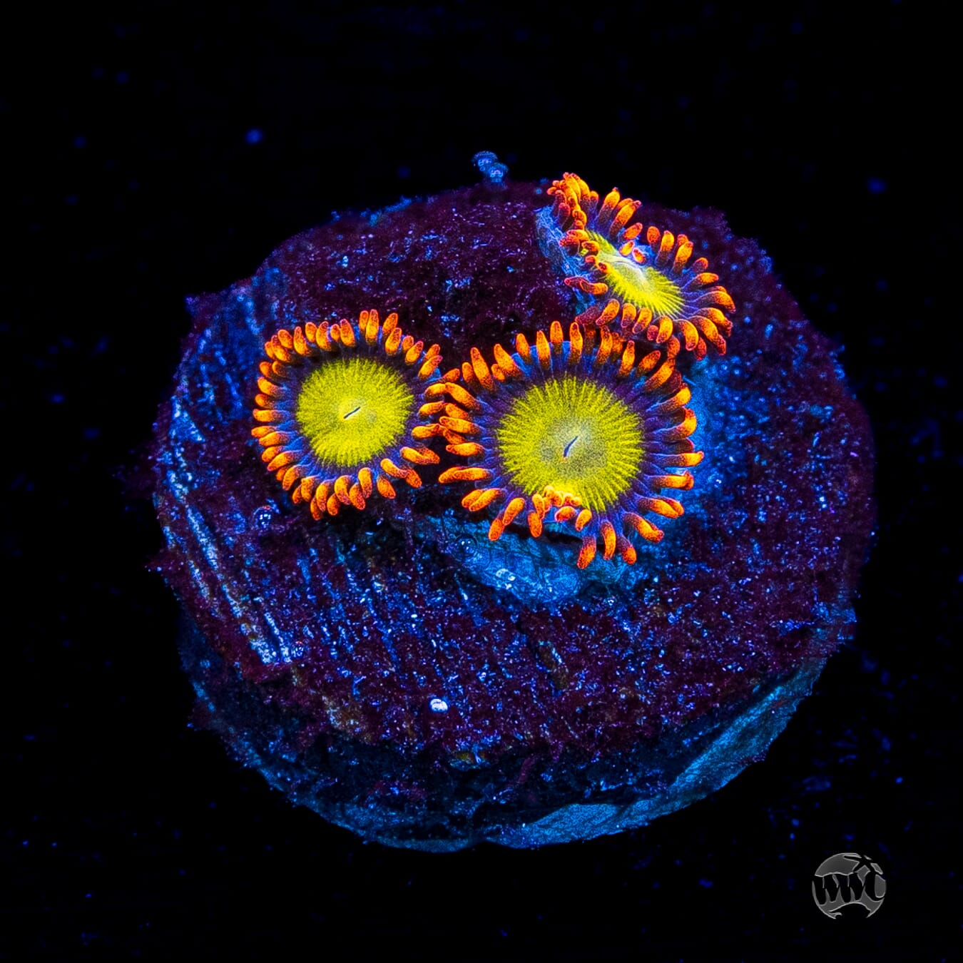 Mandarin Orange Zoanthids
