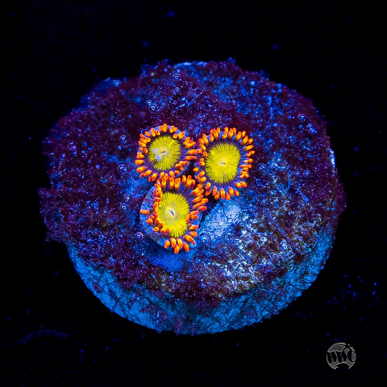 Mandarin Orange Zoanthids
