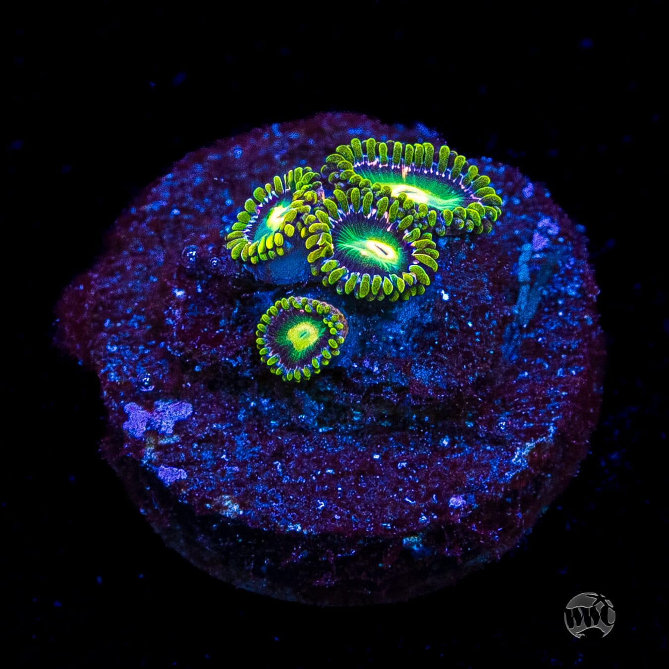 WWC Cosmic Dragon Eye Zoanthids