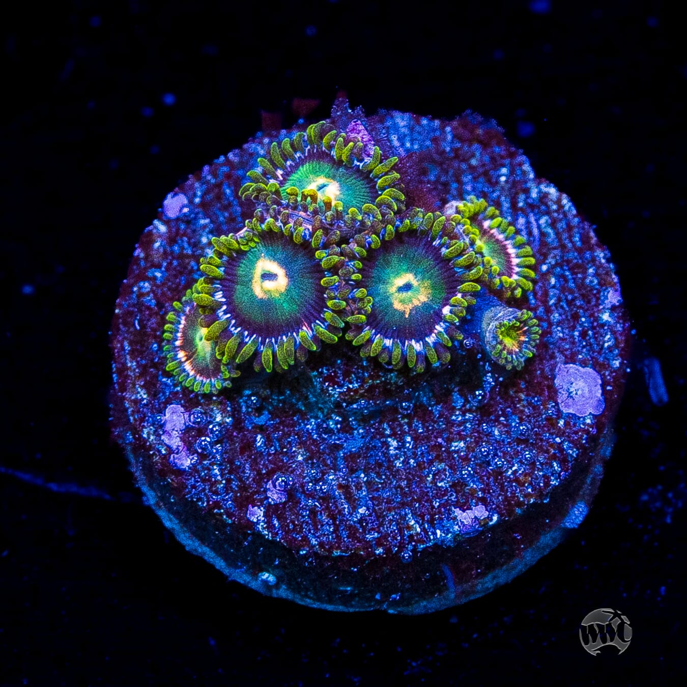 WWC Cosmic Dragon Eye Zoanthids