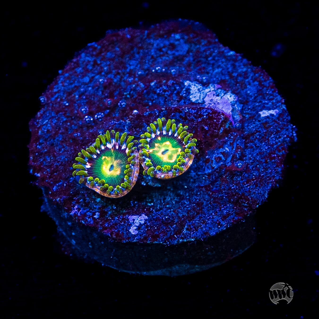 WWC Cosmic Dragon Eye Zoanthids