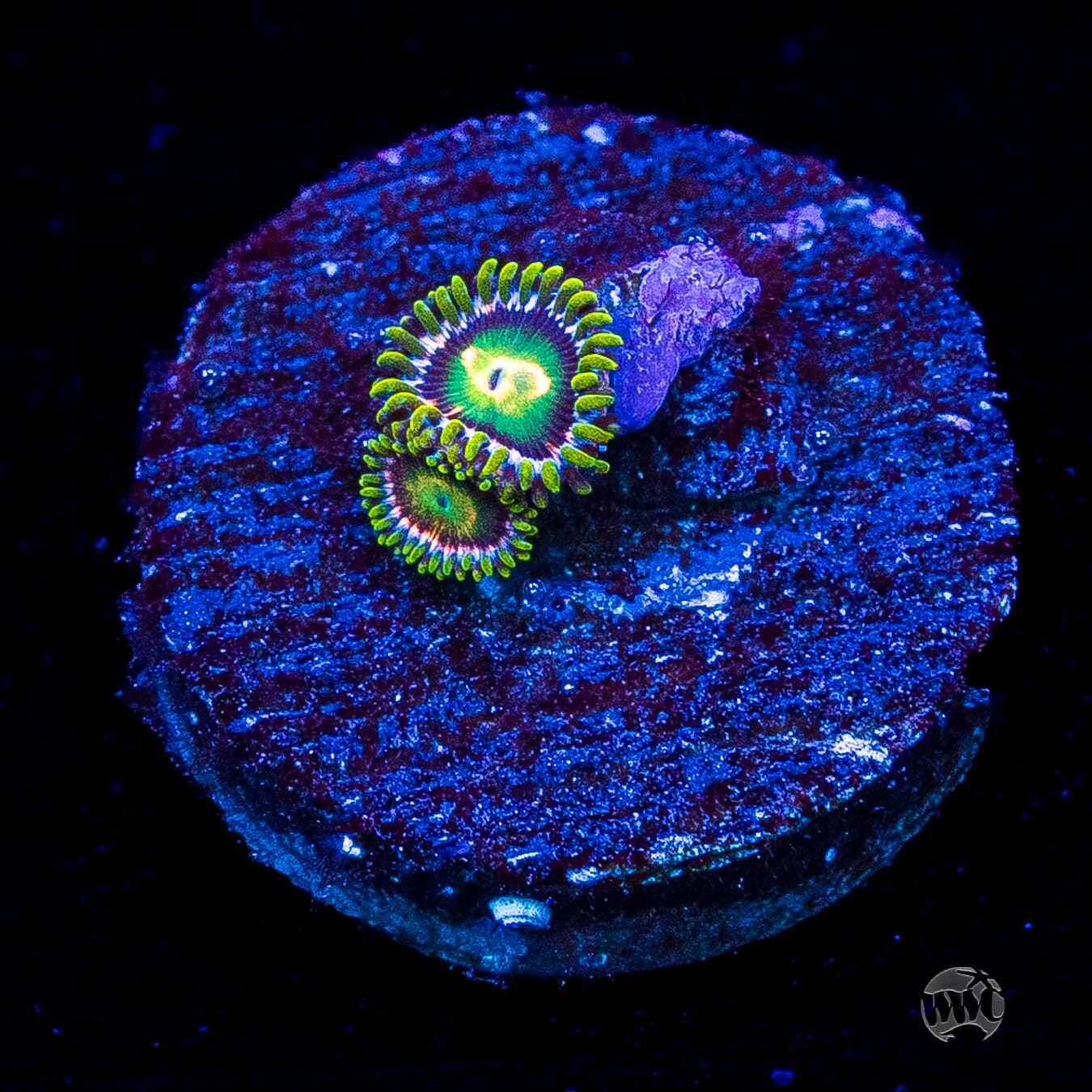 WWC Cosmic Dragon Eye Zoanthids
