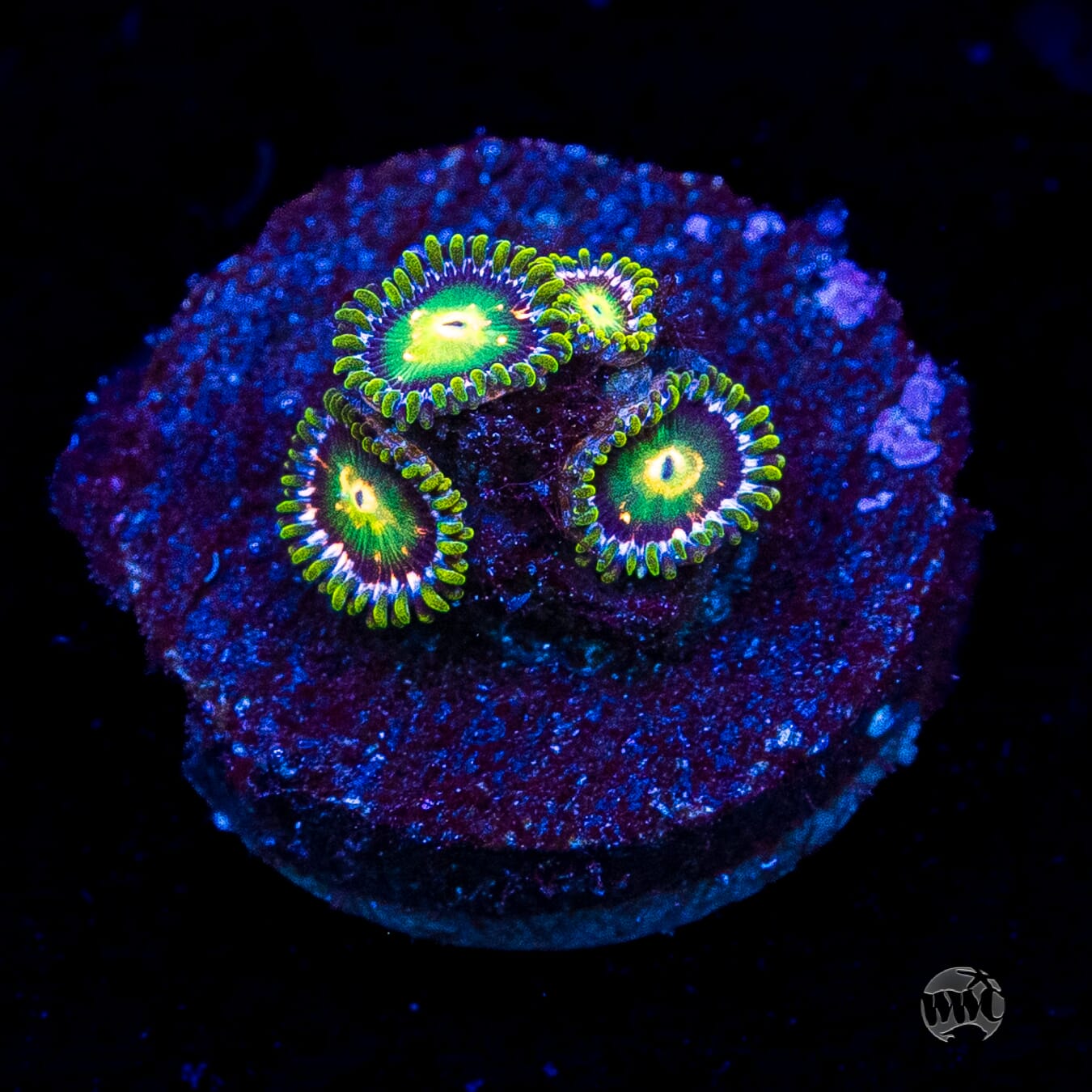 WWC Cosmic Dragon Eye Zoanthids