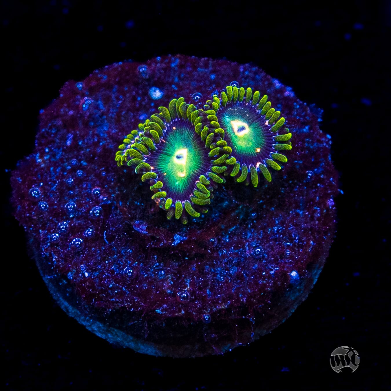 WWC Cosmic Dragon Eye Zoanthids
