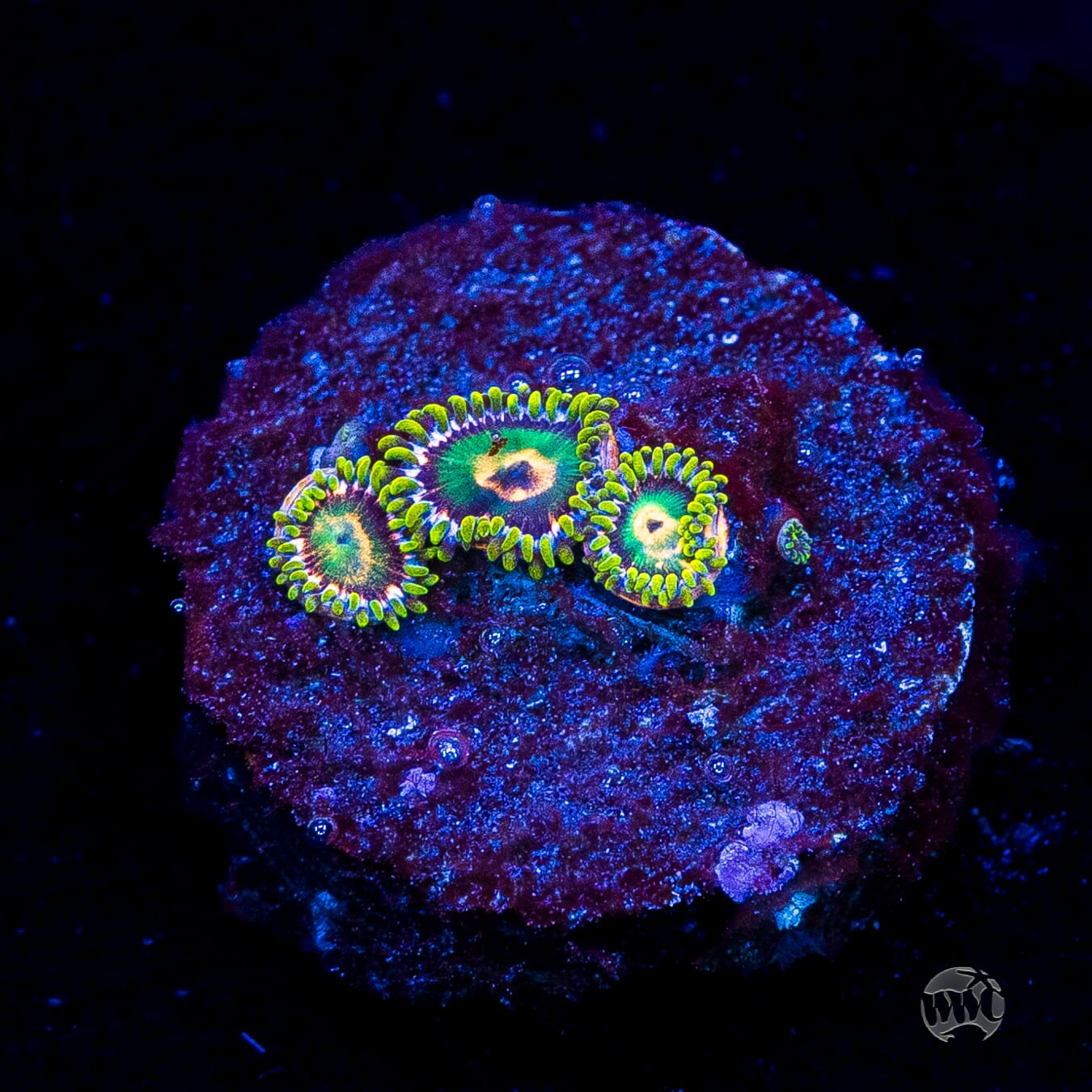 WWC Cosmic Dragon Eye Zoanthids