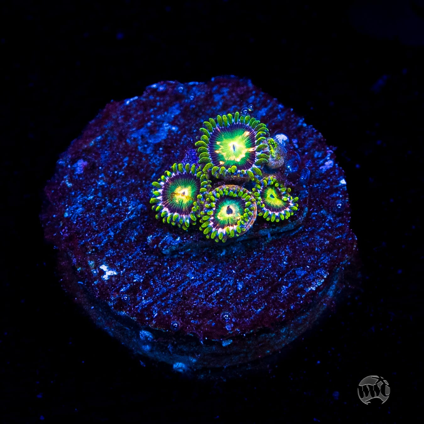 WWC Cosmic Dragon Eye Zoanthids