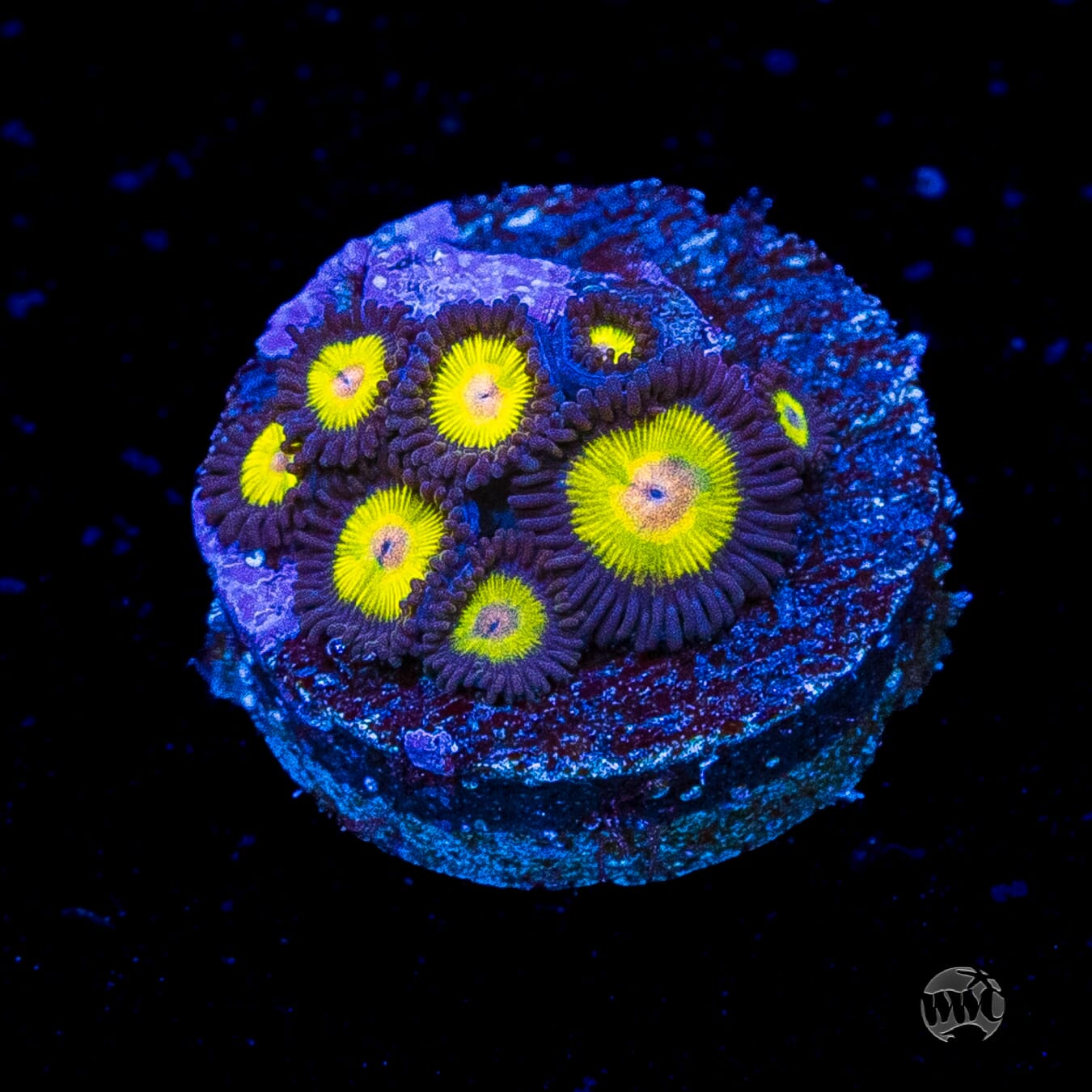 WWC Golden Eye Zoanthids