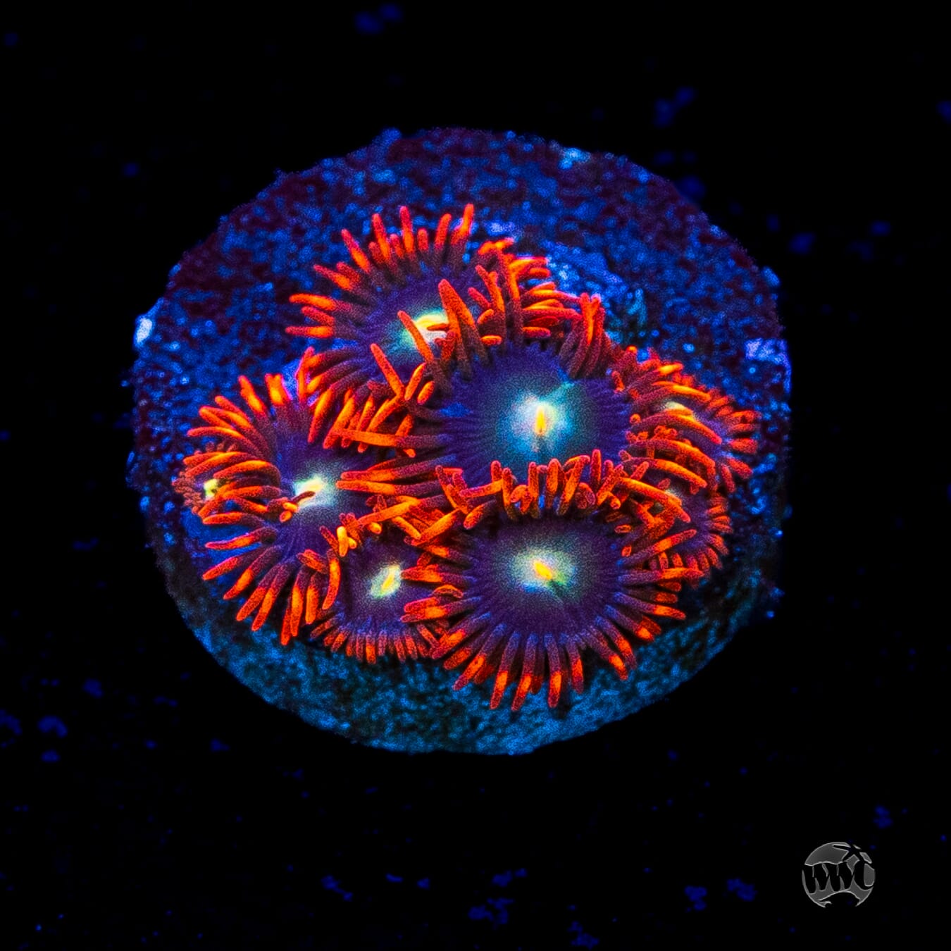 WWC Wildfire Zoanthids