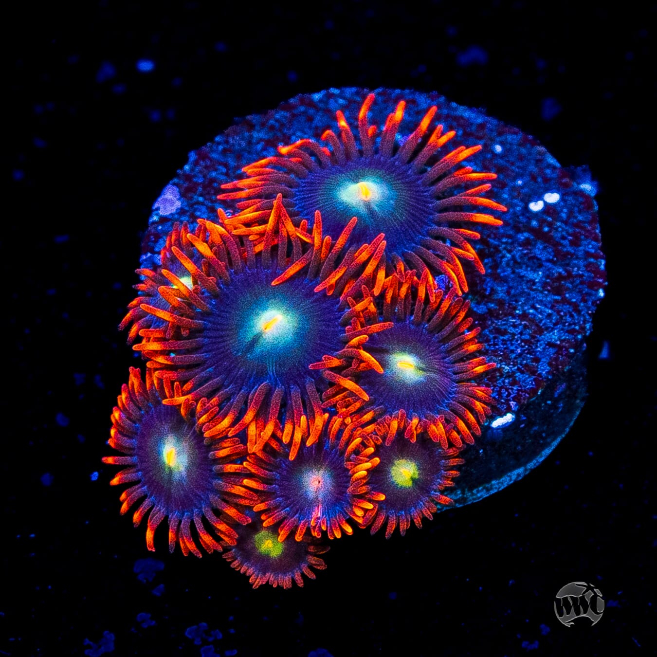 WWC Wildfire Zoanthids