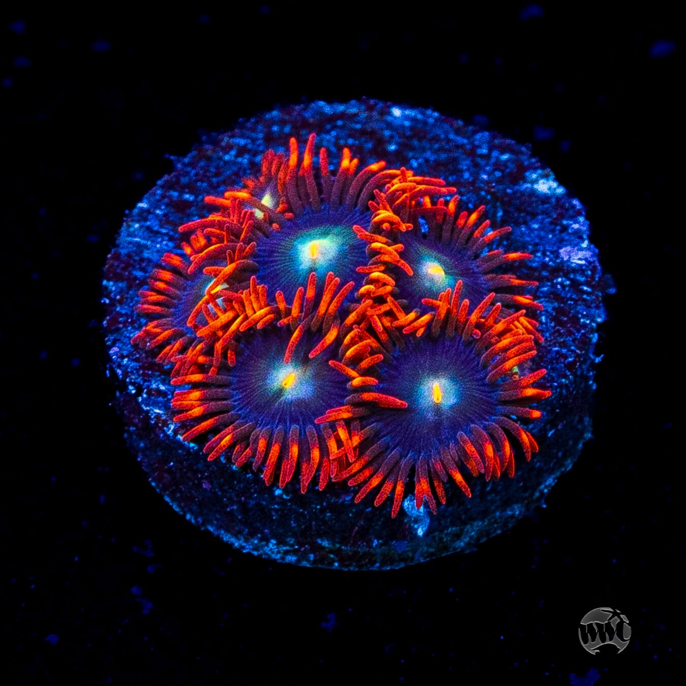WWC Wildfire Zoanthids