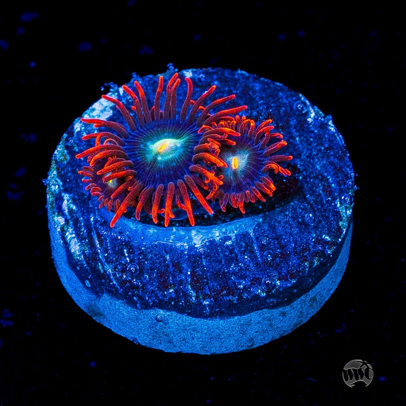 WWC Wildfire Zoanthids
