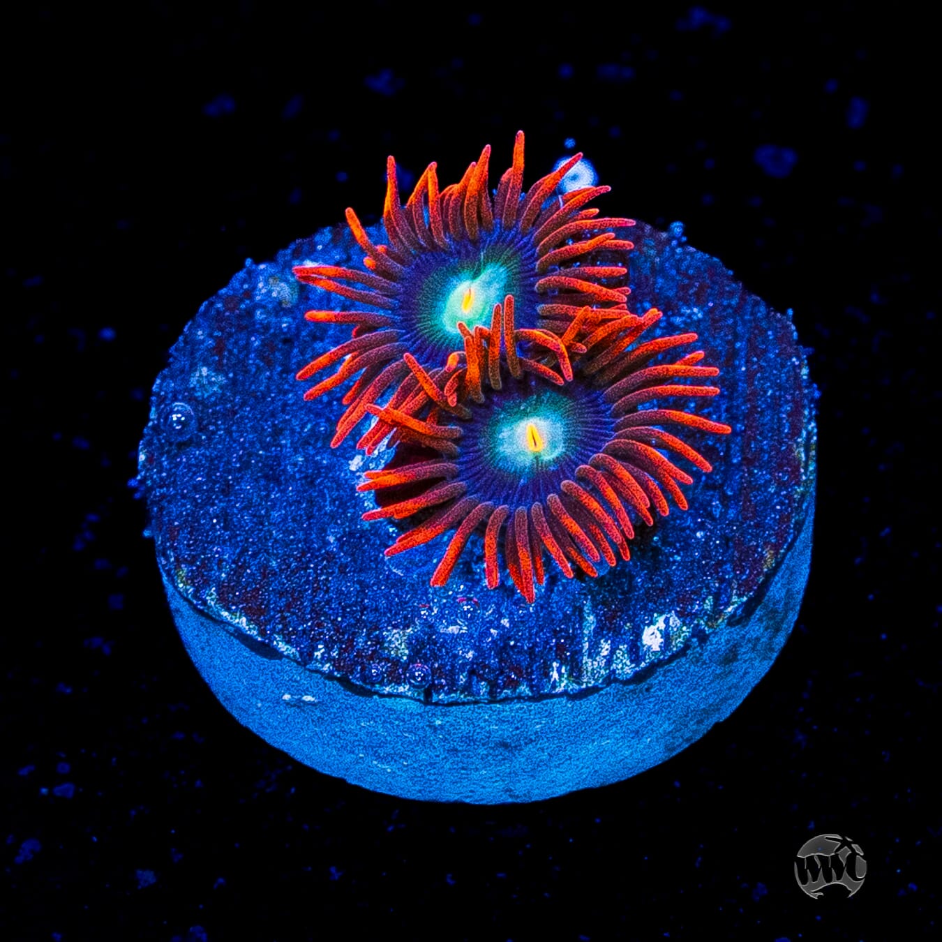 WWC Wildfire Zoanthids