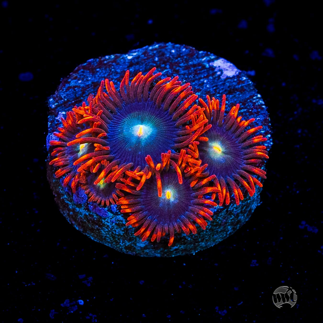 WWC Wildfire Zoanthids