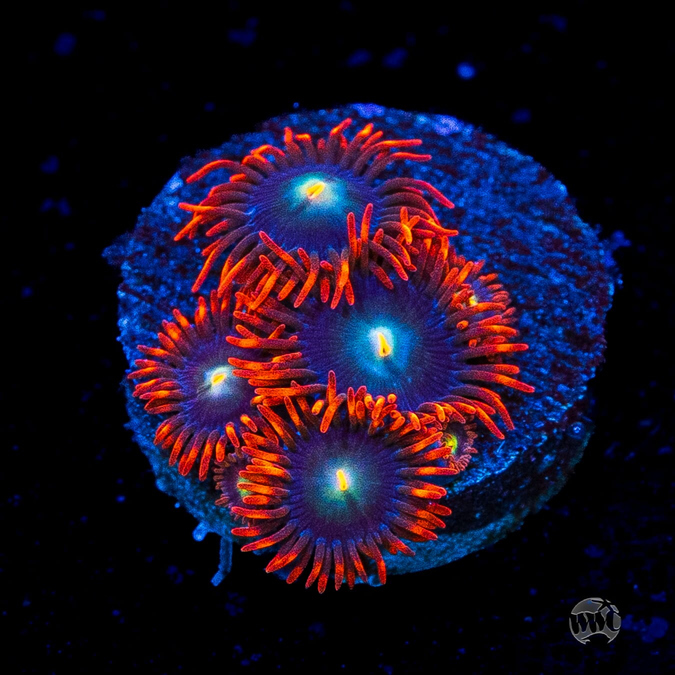 WWC Wildfire Zoanthids