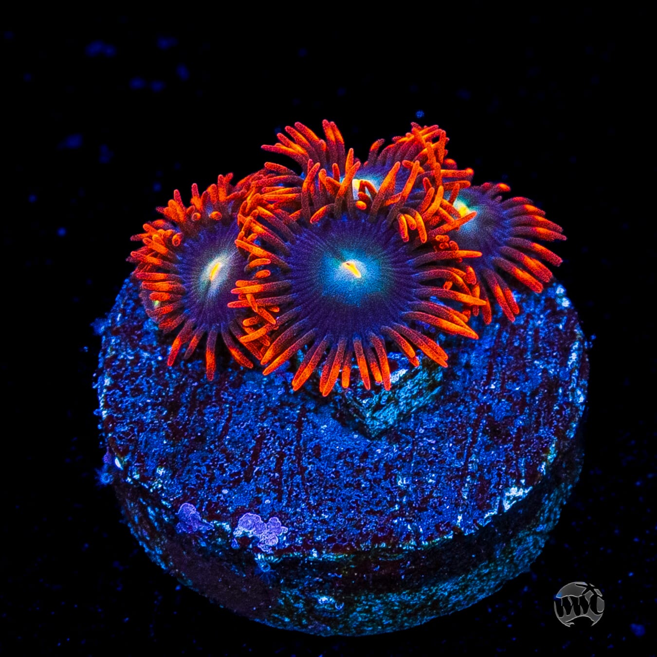 WWC Wildfire Zoanthids