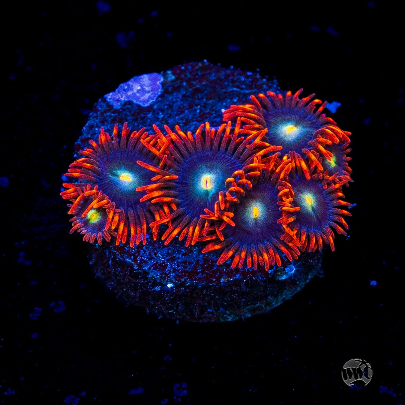 WWC Wildfire Zoanthids