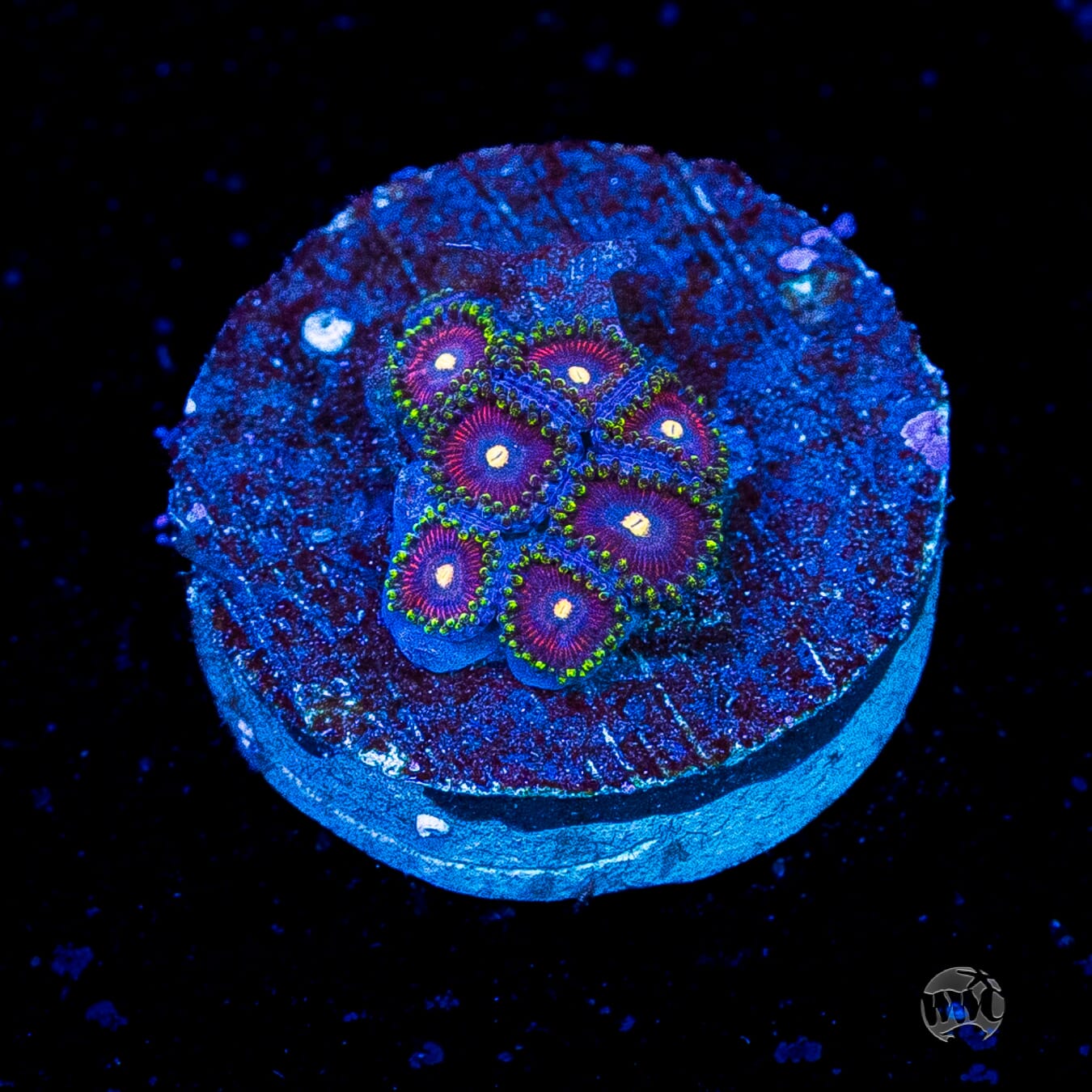 WWC Mini Me Zoanthids
