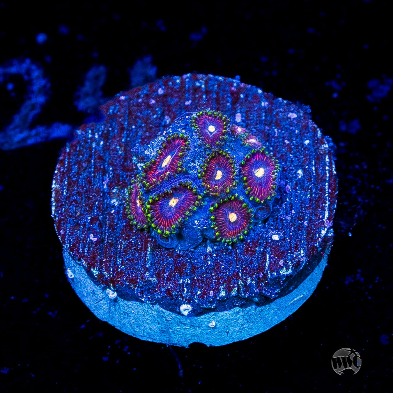 WWC Mini Me Zoanthids