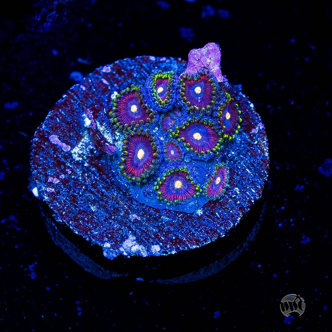 WWC Mini Me Zoanthids