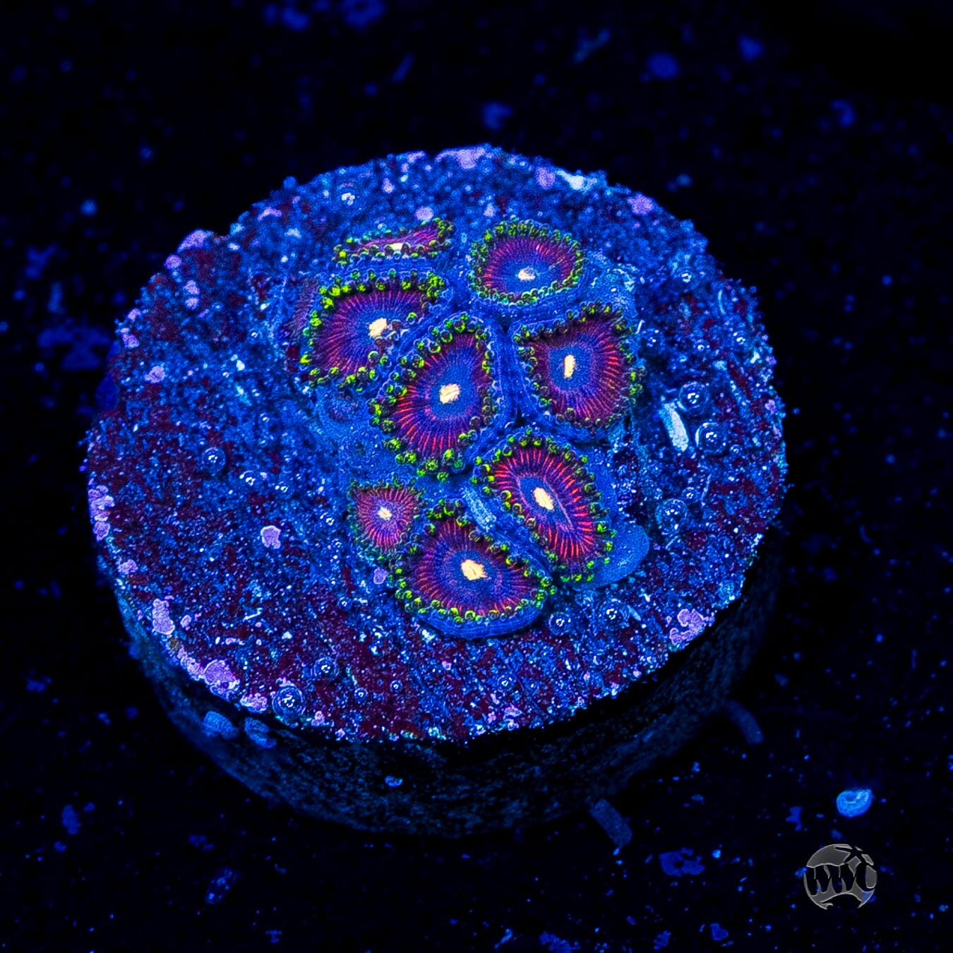 WWC Mini Me Zoanthids