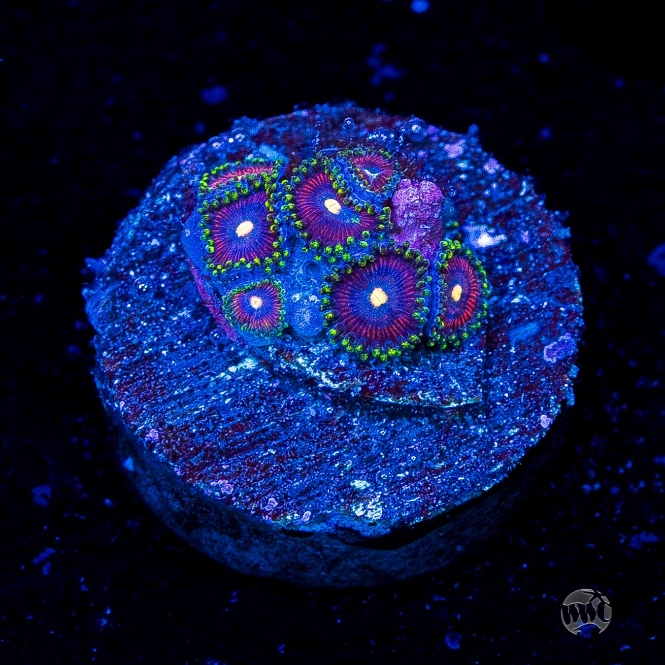 WWC Mini Me Zoanthids